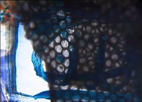 Panther 1, Lightpaintingprint