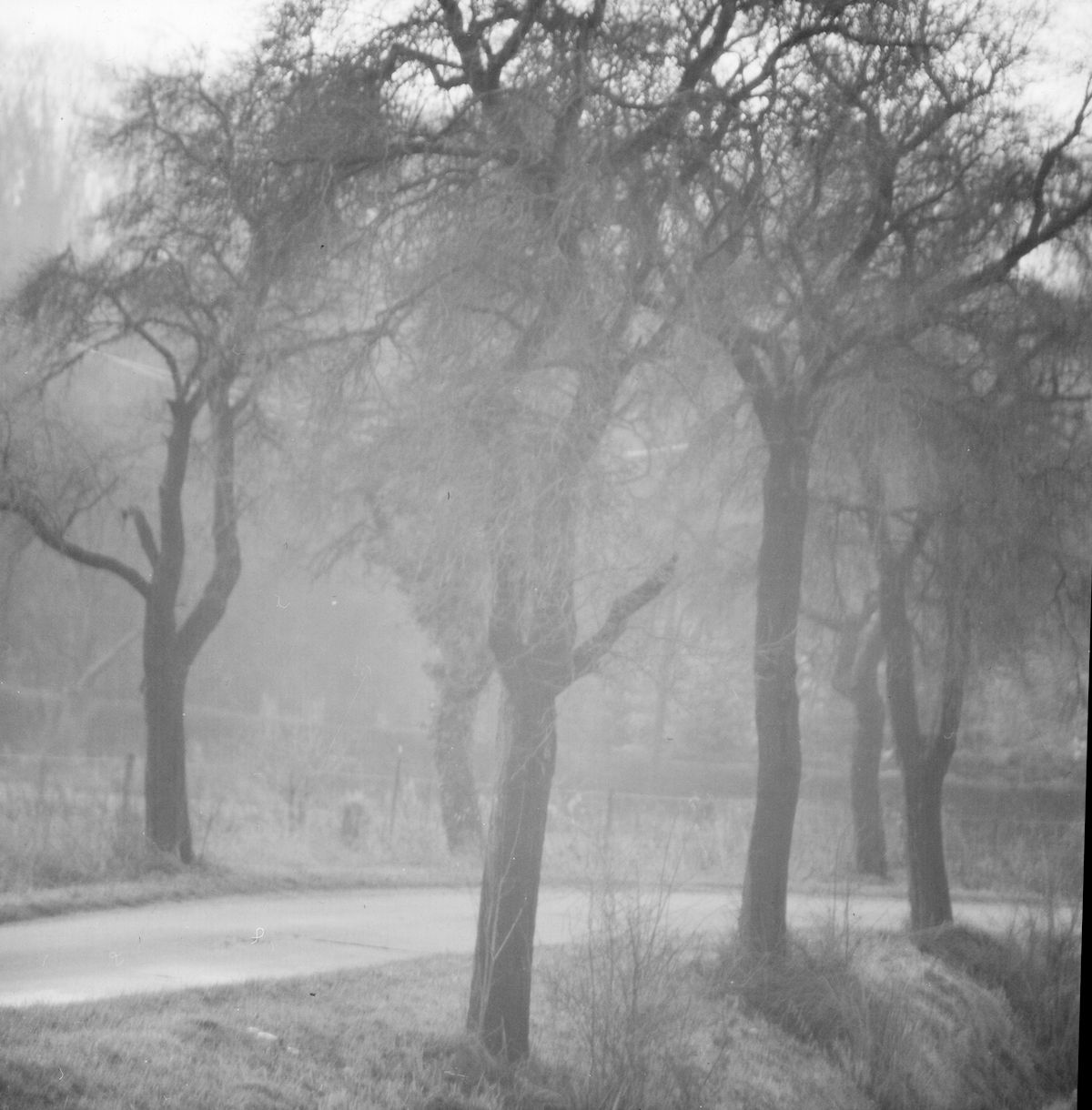 Mittelformatfoto von Pflaumbäumen im Nebel